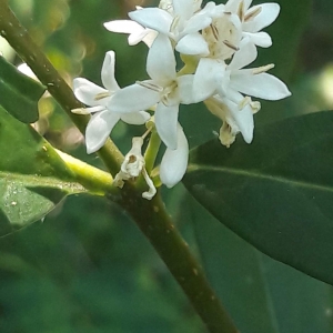  - Ligustrum L. [1753]