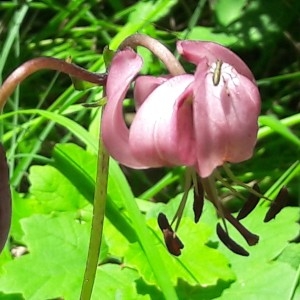 Photographie n°2203165 du taxon Lilium martagon L.