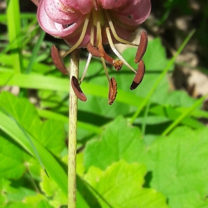 Photographie n°2203166 du taxon Lilium martagon L.