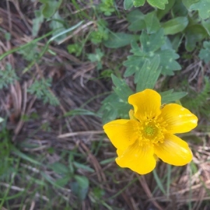 Photographie n°2203170 du taxon Ranunculus acris L. [1753]