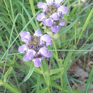 Photographie n°2203179 du taxon Prunella hyssopifolia L. [1753]