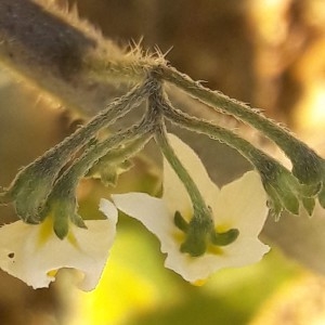 Photographie n°2203199 du taxon Solanum nigrum L. [1753]