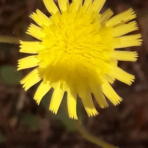 Photographie n°2203201 du taxon Pilosella officinarum Vaill. [1754]