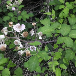 Photographie n°2203266 du taxon Rubus caesius L. [1753]