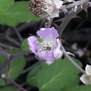 Photographie n°2203267 du taxon Rubus caesius L. [1753]