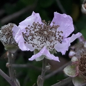 Photographie n°2203268 du taxon Rubus caesius L. [1753]