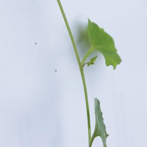 Photographie n°2203287 du taxon Wahlenbergia hederacea (L.) Rchb.