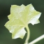  Liliane Roubaudi - Wahlenbergia hederacea (L.) Rchb.