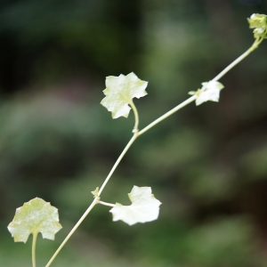 Photographie n°2203295 du taxon Wahlenbergia hederacea (L.) Rchb.