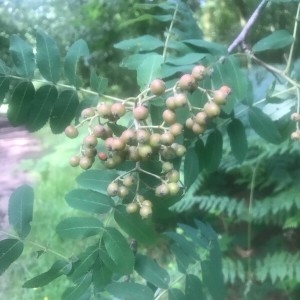 Photographie n°2203326 du taxon Sorbus domestica L. [1753]