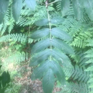 Photographie n°2203327 du taxon Sorbus aucuparia L. [1753]