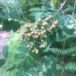 Photographie n°2203328 du taxon Sorbus aucuparia L. [1753]