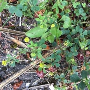 Photographie n°2203394 du taxon Luzerne lupuline