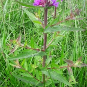 Photographie n°2203435 du taxon Lythrum salicaria L.