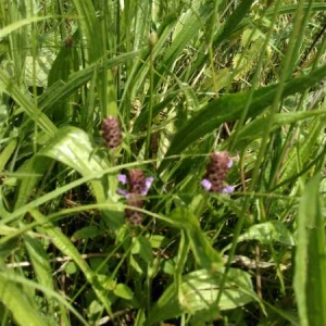 Photographie n°2203451 du taxon Prunella vulgaris L. [1753]