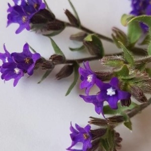 Photographie n°2203465 du taxon Anchusa officinalis L. [1753]