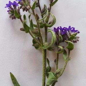Photographie n°2203466 du taxon Anchusa officinalis L. [1753]