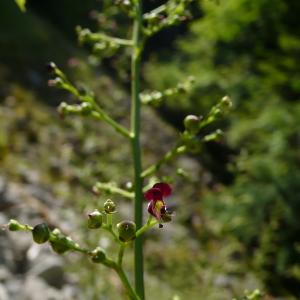 Photographie n°2203473 du taxon Scrophularia canina subsp. hoppii (W.D.J.Koch) P.Fourn. [1937]