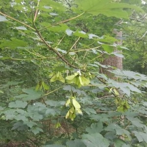 Photographie n°2203512 du taxon Acer pseudoplatanus L. [1753]