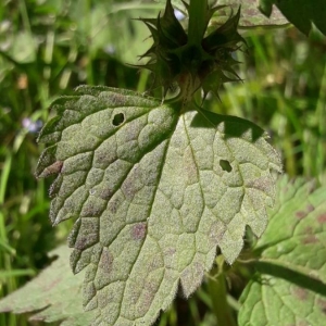 Photographie n°2203528 du taxon Lamium maculatum (L.) L. [1763]