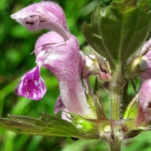 Photographie n°2203529 du taxon Lamium maculatum (L.) L. [1763]