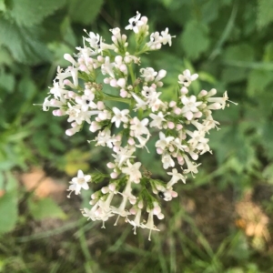 Photographie n°2203562 du taxon Valeriana officinalis L. [1753]