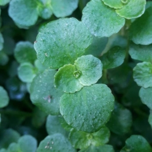 Photographie n°2203588 du taxon Chrysosplenium oppositifolium L. [1753]