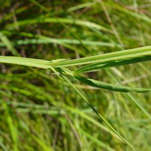 Photographie n°2203608 du taxon Lathyrus hirsutus L.