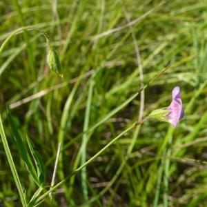 Photographie n°2203610 du taxon Lathyrus hirsutus L.