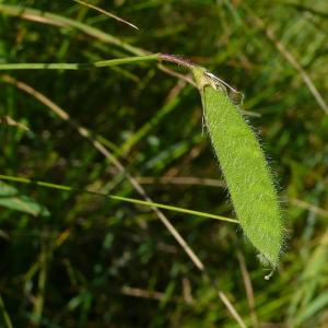 Photographie n°2203611 du taxon Lathyrus hirsutus L.