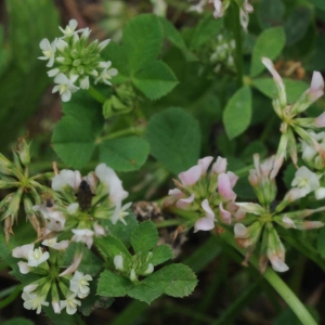 Photographie n°2203636 du taxon Trifolium nigrescens Viv. [1808]