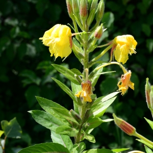 Photographie n°2203680 du taxon Oenothera biennis L. [1753]