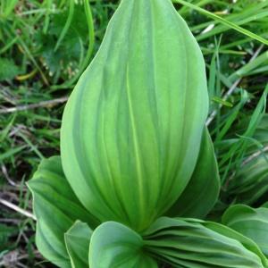 Photographie n°2203757 du taxon Gentiana lutea L.