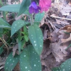 Photographie n°2203761 du taxon Pulmonaria longifolia (Bastard) Boreau [1857]