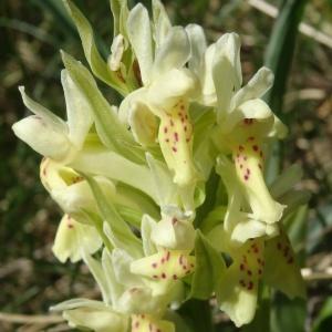 Photographie n°2203776 du taxon Dactylorhiza sambucina f. sambucina 