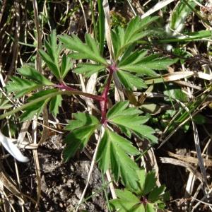 Photographie n°2203777 du taxon Anemone nemorosa L.