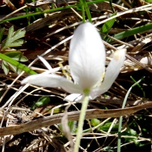 Photographie n°2203779 du taxon Anemone nemorosa L.