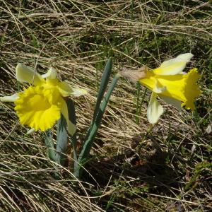 Photographie n°2203780 du taxon Narcissus bicolor L. [1762]
