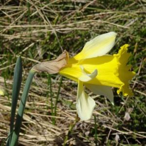 Photographie n°2203781 du taxon Narcissus bicolor L. [1762]