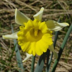 Photographie n°2203782 du taxon Narcissus bicolor L. [1762]