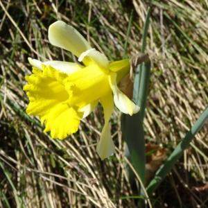 Photographie n°2203783 du taxon Narcissus bicolor L. [1762]