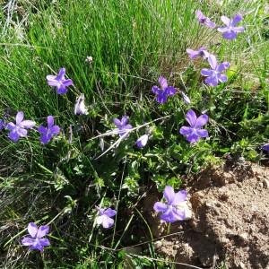 Photographie n°2203784 du taxon Viola cornuta L.