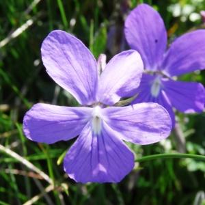 Photographie n°2203785 du taxon Viola cornuta L.