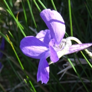 Photographie n°2203786 du taxon Viola cornuta L.