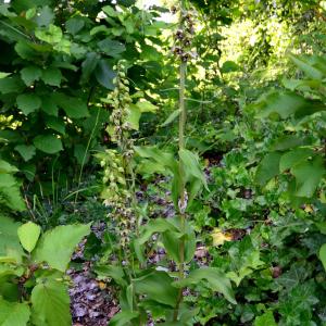 Photographie n°2203816 du taxon Epipactis helleborine (L.) Crantz [1769]