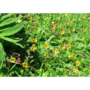 Geum ×rubifolium Lej. (Benoîte intermédiaire)