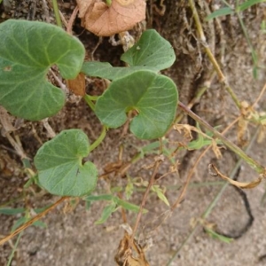 Photographie n°2203826 du taxon Convolvulus soldanella L. [1753]