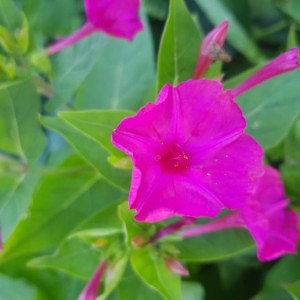 Photographie n°2203862 du taxon Mirabilis jalapa L. [1753]