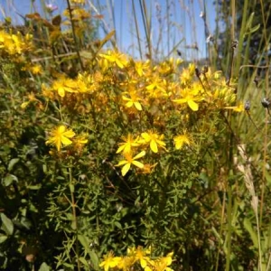 Photographie n°2203896 du taxon Hypericum perforatum L. [1753]