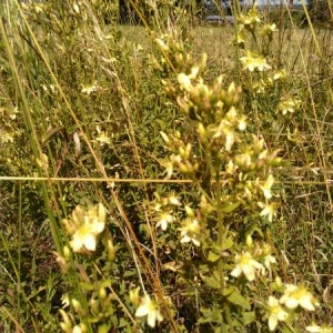 Photographie n°2203899 du taxon Hypericum perforatum L. [1753]